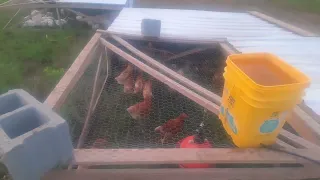 Chicken tractor tour