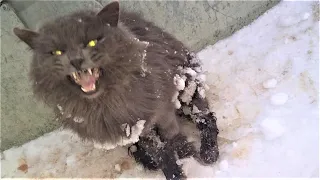 Cat Was Frozen Solid From The Waist Down In 10 Days