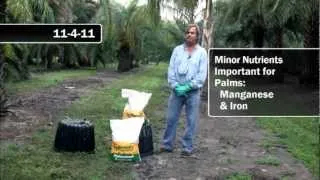 Recommended Fertilizers for Palms