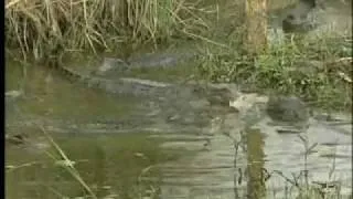 American Alligator in Winter