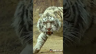 Tiger vs Lions