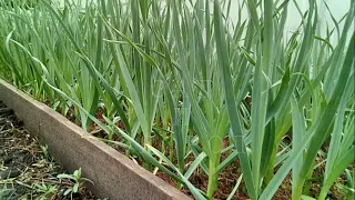 Когда я убираю чеснок с грядки - When I remove garlic from the garden