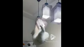 Cat s daring stunt on chandelier || Viral Video UK