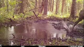 Young Bull elk going crazy in a wallow #trailcam #washington #wildlife #elk