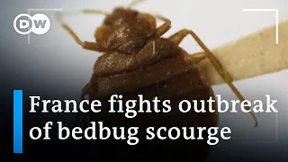 France: Bedbugs send shivers through Paris | DW News