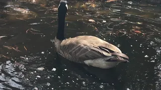 Canada Geese Close up