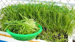 Transforming a Styrofoam Box into a Daily Vegetable Harvest: Growing Water Spinach Simplified!