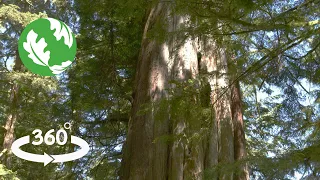 The Emerald Edge: Cedar's Story (360° Video)