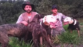 Caçada de Javali com Cães de Agarre