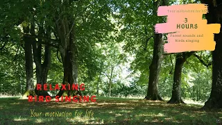 3 часа Пение соловья Пение птиц Звуки леса Birdsong Sounds of the forest Nightingale singing Forest