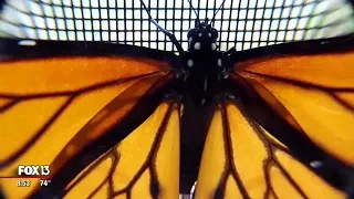 The monarch butterfly