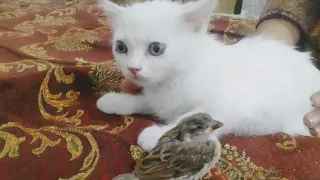 cute cat fearing about Sparrow's