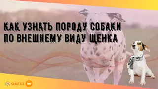 Как узнать породу собаки по внешнему виду щенка