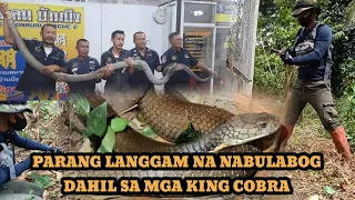 12FT AT 8FT NA KING COBRA BINULABOG ANG ISANG BRGY #cobraprince #tolcobra #cobraking