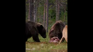 Волчица издеваться над тремя Медведями