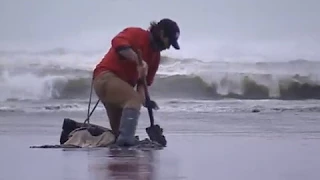 Le couteau : le roi des coquillages qui rend fou - Thalassa documentaire