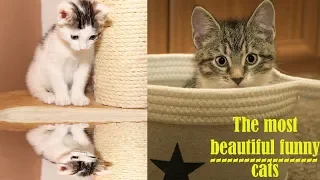 Cats are simply funny, clumsy and cute! - Funny cat compilation#2020