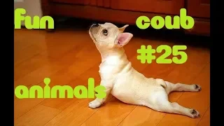 FUN coub animals #25 / видео приколы / coub 2019 / животные / смешные животные / приколы 2019 / cube