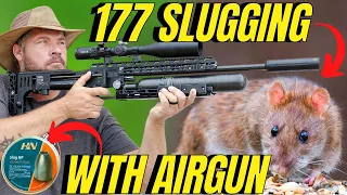 177 SLUG AIRGUN PEST CONTROL - How To Smash Rats With Airguns