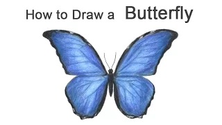 How to Draw a Butterfly (Blue Morpho)