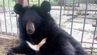 Медведь из Тулы напал на женщину под Курском и умер. Видео