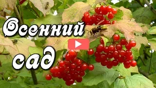 Доброе утро! Бабье лето, осенний сад. Красивая природа Сибири.