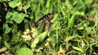 Monarch Butterflies (Danaus plexippus)