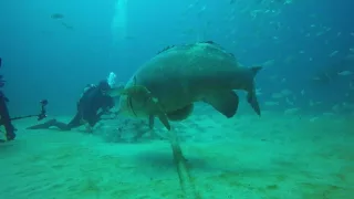 Grouper Bites Head Off Diver