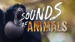 Cee-Roo - Sounds of Animals