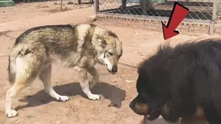 WOLF VS TIBETAN MASTIFF! WOLVES AGAINST DOGS! PART 3