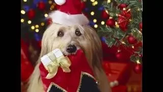 Natal dos animais -(Natal todo dia -Roupa Nova)