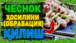 🧄 Чеснок  ҳосилини  хисоблаш | 마늘 |  Garlic | 种蒜  | Chesnok