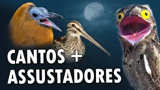 AVES com os CANTOS MAIS ASSUSTADORES | Narcejas, Corujas e Urutaus com sons aterrorizantes!