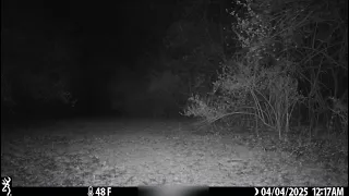 Fox on the prowl at night. From the Trailcam. @RetiredArmyHiker