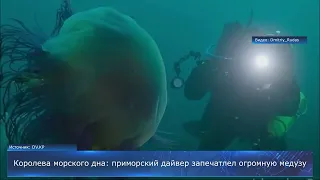 Королева морского дна: приморский дайвер запечатлел огромную медузу