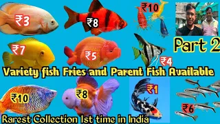 Unseen Collection of Fish Recent Price | Fish farm in Howrah | Imported Ranchu, Orenda, Rainbow fish