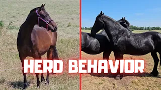 Herd behavior, I don't like my new neighbor | Friesian Horses