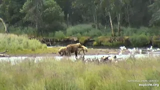 482 Brett and yearlings by the oxbow 7/14/2019