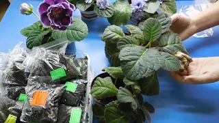 🌱ГЛОКСИНИЯ ПОСЛЕ ЦВЕТЕНИЯ ! КАК ВЫКАПЫВАТЬ КЛУБНИ 🌱how to grow gloxinia