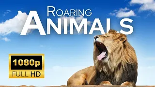 Roaring Animals HD - Scenic Wildlife Film With Calming Music