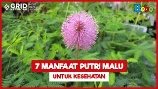 Fakta Menarik Tanaman Putri Malu, Manfaatnya untuk Kesehatan