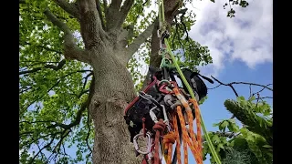 Huge Old Oak Tree Crane Prep - Arborist Rigging - Part 1 of 4