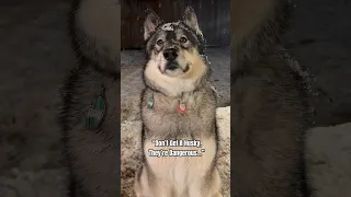 Don’t get a husky, they are dangerous… 😅 #funnydog #huskylife #dogs #husky #howling #comedy #funny