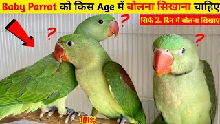 Baby Parrot को किस Age में बोलना सिखाना चाहिए || Parrot Ko Bolna Kaise Sikhayen