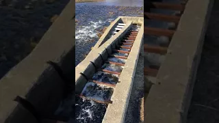 Somesville Dam Fish Ladder