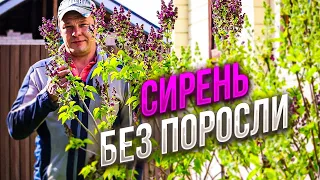 сирень без поросли это легко! посадка и уход