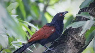 The greater coucal | bird voice effect | and crow pheasant | 🐦🐦🐦