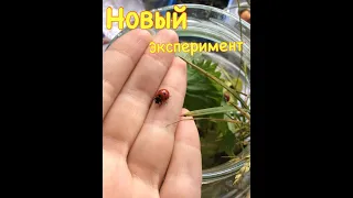 Божьи коровки (Coccinella septempunctata, Psyllobora vigintiduopunctata и др.) часть первая