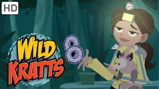 Wild Kratts 🌿🐊 Explore the Everglades! | Kids Videos