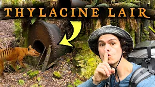 Thylacine Lair Found in Abandoned Mine Site!